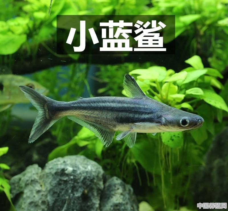 鱼养殖蓝鲨 - 中国养殖网