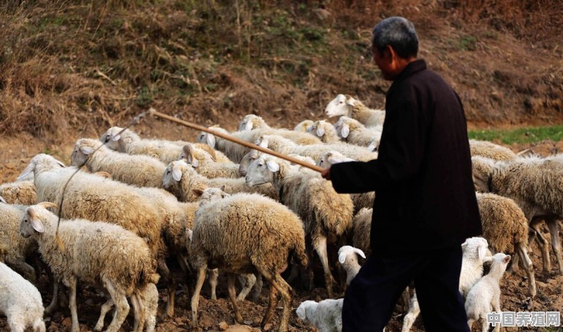 河南大型养羊场 - 中国养殖网