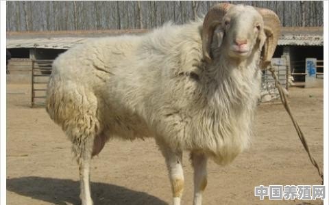 浙江，适合养什么羊 - 中国养殖网