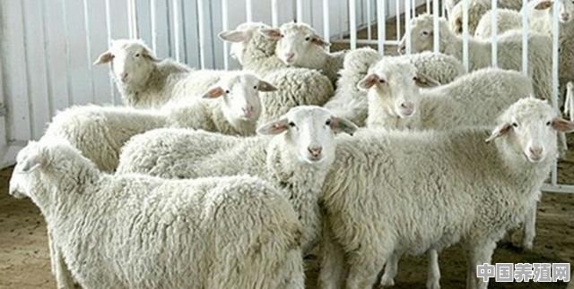 2017年全国绵羊存栏量 - 中国养殖网