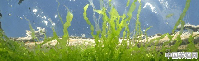 养殖绿藻怎么处理干净 - 中国养殖网