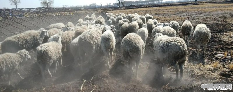 养殖羊要怎样育肥呢视频 - 中国养殖网
