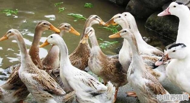 养殖鸭怎么下蛋 - 中国养殖网