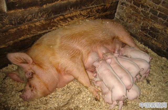 冬季猪群养殖管理方案 - 中国养殖网