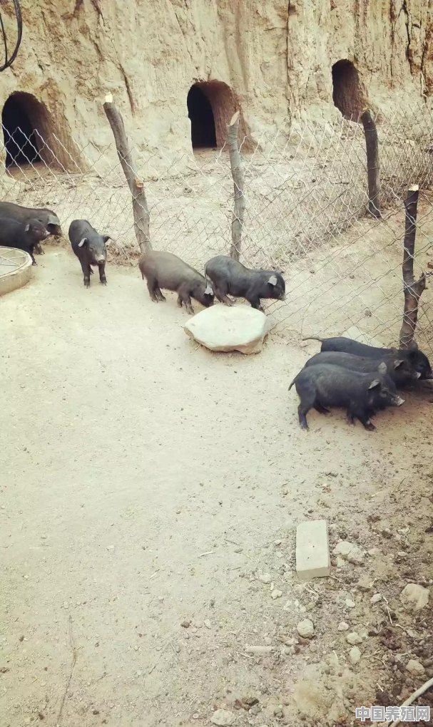 藏香猪生态养殖基地 - 中国养殖网