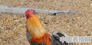 浙江养殖鸡品种有哪些 - 中国养殖网