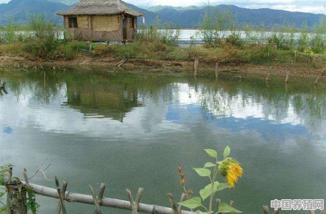 绿头野鸭的养殖技术 - 中国养殖网