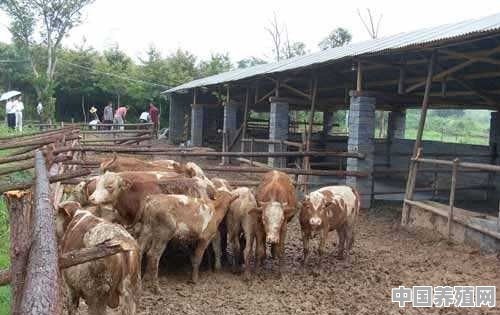 养殖十只牛 - 中国养殖网