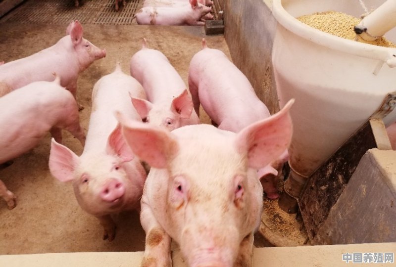副猪的养殖方法有哪些 - 中国养殖网