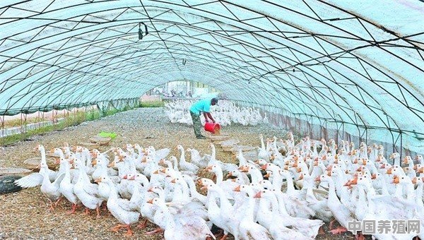 2020养殖鸭鹅前进 - 中国养殖网