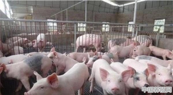 养殖牛羊猪鸡要办啥证 - 中国养殖网