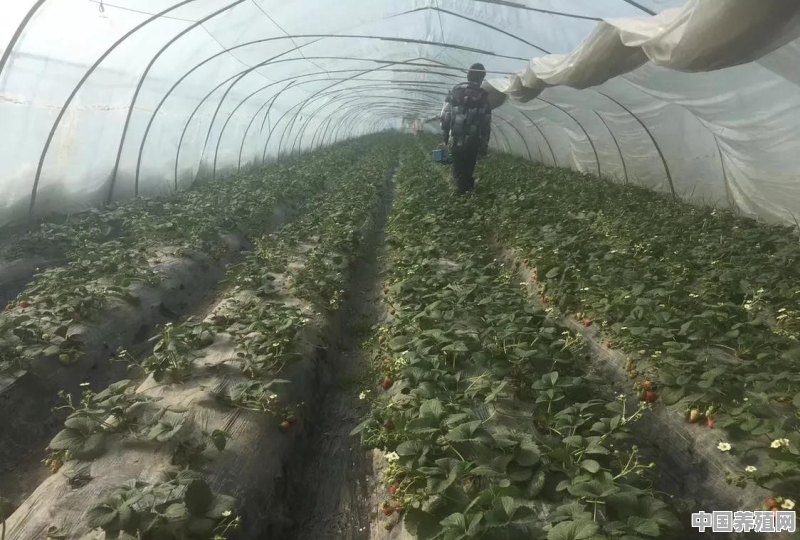 家里有8亩地，想搞大棚种植蔬菜瓜果，大家有啥好的想法 - 中国养殖网
