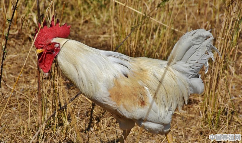 鸡订单养殖 - 中国养殖网
