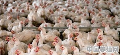 美国鸡怎么养殖的 - 中国养殖网