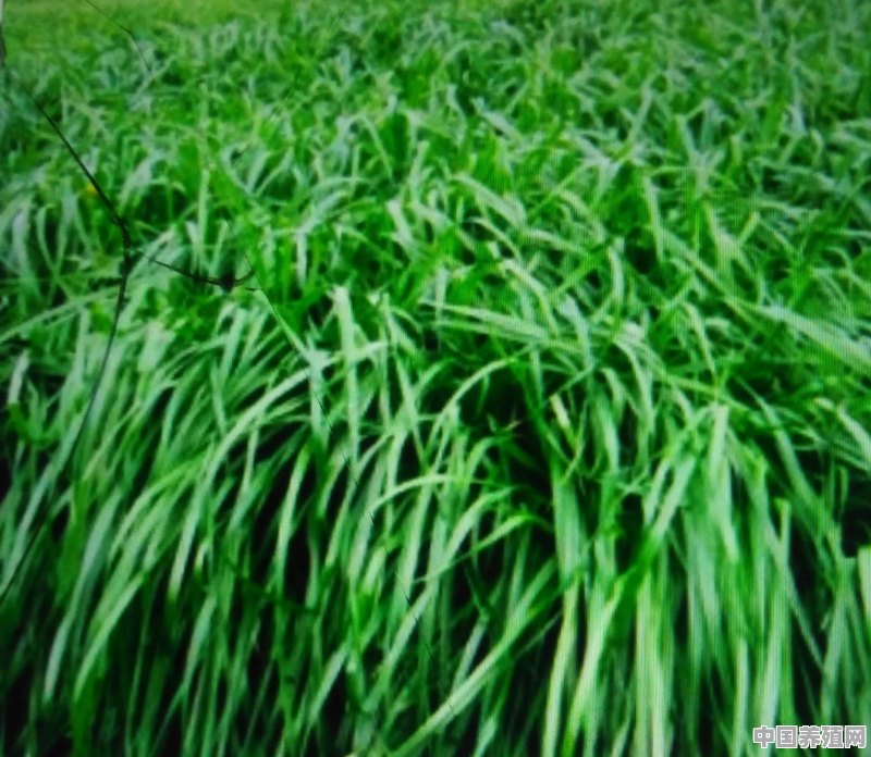 养鸭用的草是什么草 - 中国养殖网