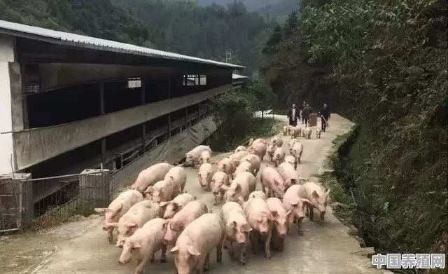 杭州余杭养殖藏香猪 - 中国养殖网