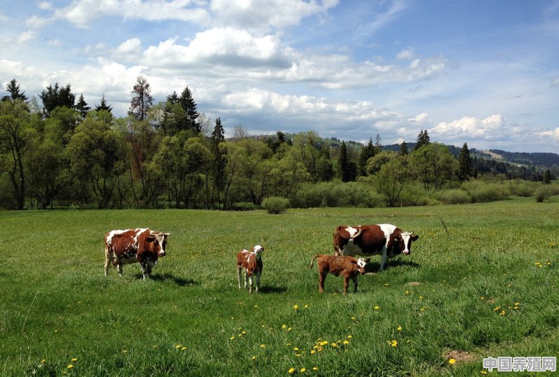 养殖多少头牛可以办家庭牧场 - 中国养殖网