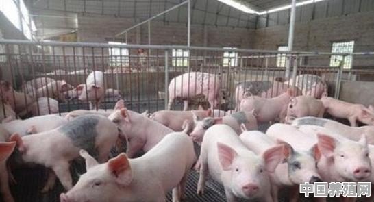 我国牲猪养殖情况如何 - 中国养殖网