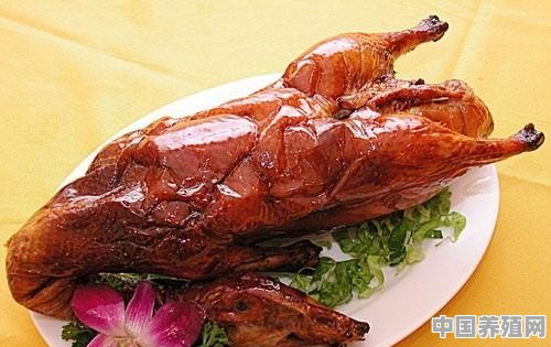 肉鸭养殖李师傅 - 中国养殖网