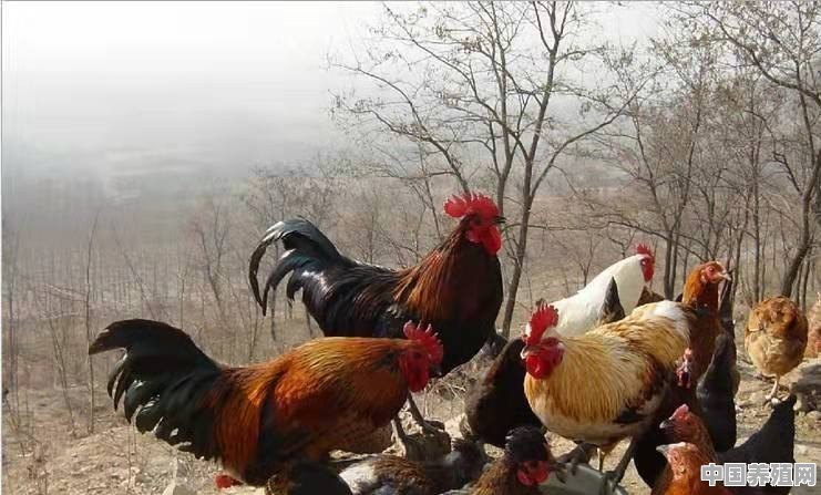 山鸡可以圈养不 - 中国养殖网