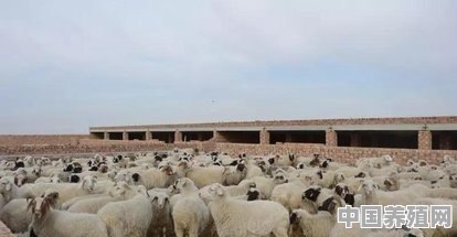宁夏滩羊十大排名 - 中国养殖网