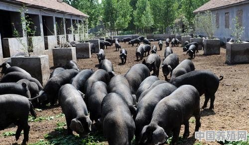 五香猪多少钱一斤 - 中国养殖网