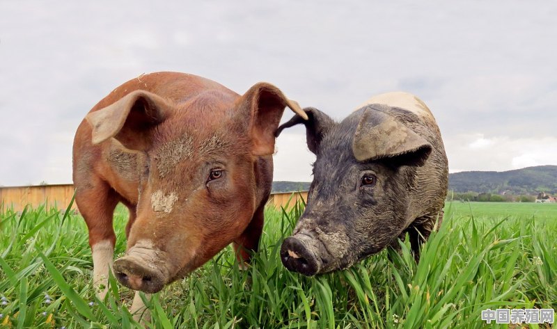 动物实验用猪养殖吗 - 中国养殖网