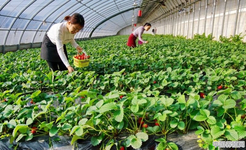 有没有适合农村50多岁老年人在家做的工作 - 中国养殖网