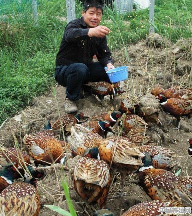 如何在农村丘陵养殖跑山鸡 - 中国养殖网