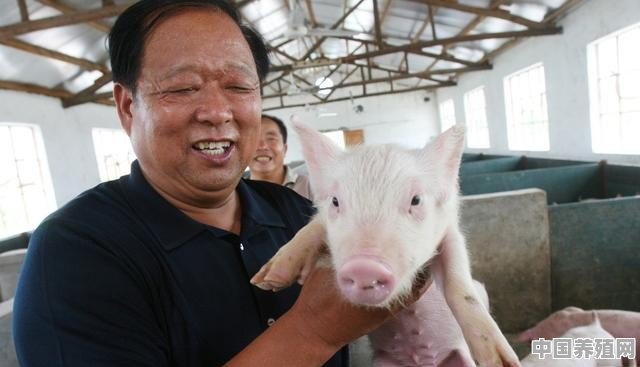 自己养殖猪的方法有哪些 - 中国养殖网