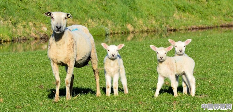 羊羊农场怎么增加15只羊 - 中国养殖网