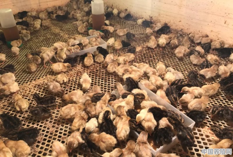 芦丁鸡养殖条件 - 中国养殖网