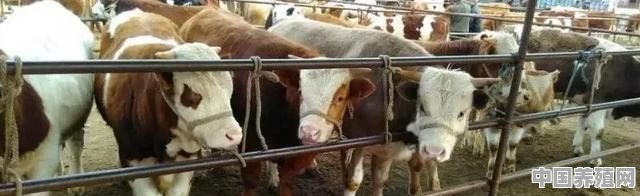 牛的养殖方法和步骤 - 中国养殖网