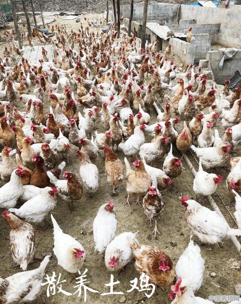笨鸡养殖障碍 - 中国养殖网