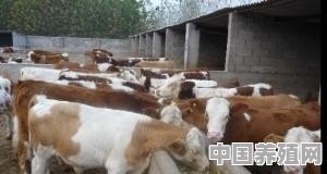 最想养殖牛的原因是什么 - 中国养殖网