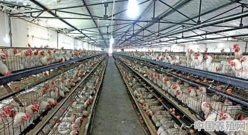 水田养殖黑水鸡视频 - 中国养殖网