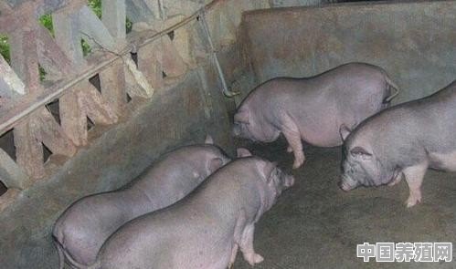 农村养殖2头猪多少钱 - 中国养殖网