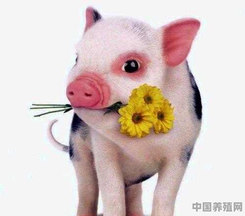 养殖猪能活多久寿命 - 中国养殖网