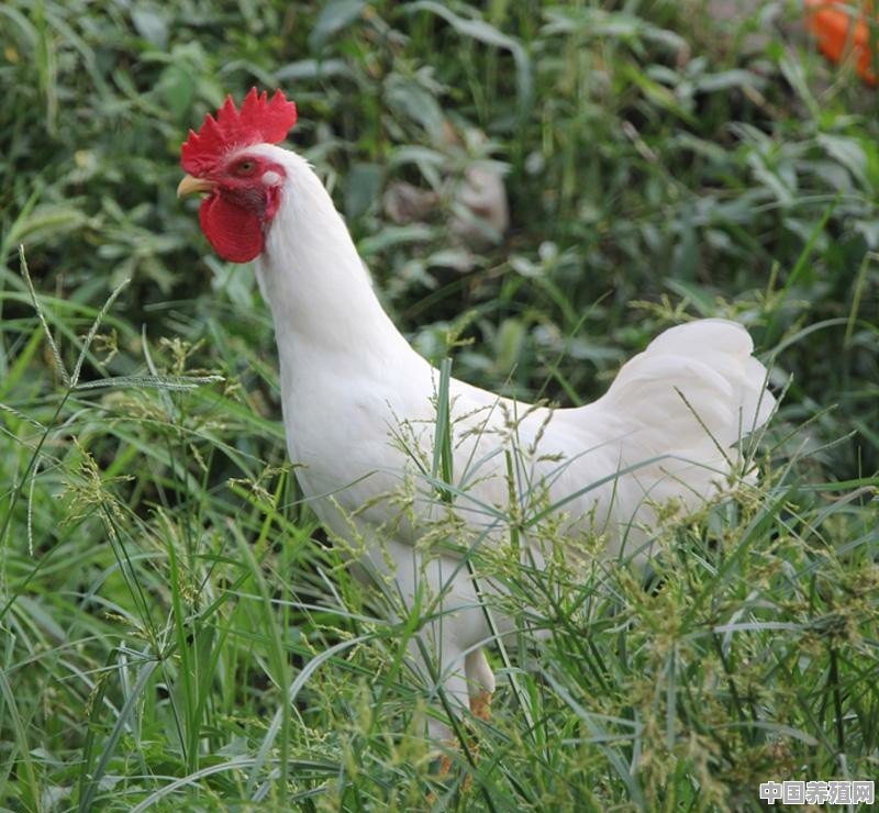 白母鸡能下多少个月蛋 - 中国养殖网