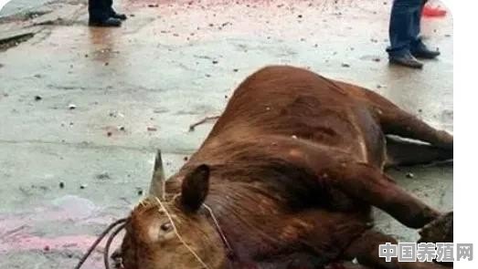 杀猪杀牛的屠夫有长寿的吗 - 中国养殖网