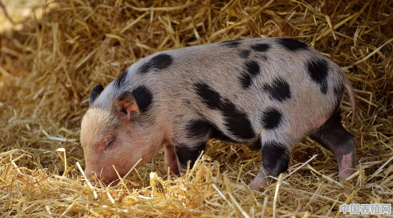 猪的养殖教学搞笑视频 - 中国养殖网