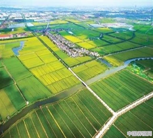 如何开展生态养殖羊 - 中国养殖网