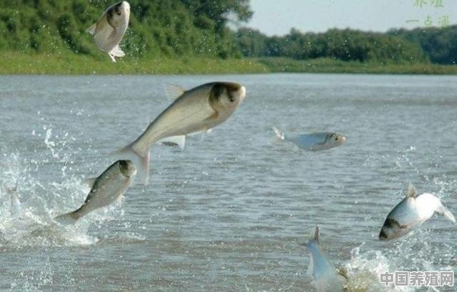 养殖鱼的防治措施 - 中国养殖网