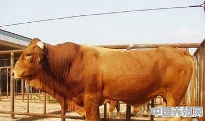 哪里养殖的牛最多 - 中国养殖网
