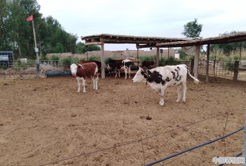 农村养殖牛的文章怎么写 - 中国养殖网