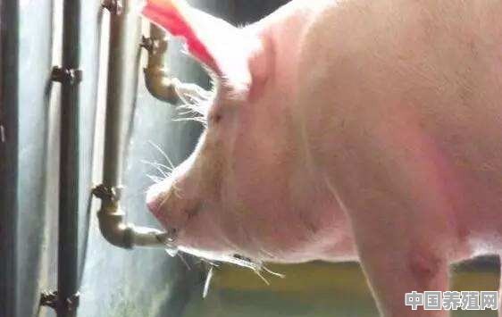 猪用自动饮水器 - 中国养殖网