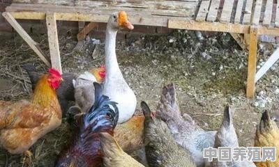农村养殖鸭子国家有什么政策? - 中国养殖网
