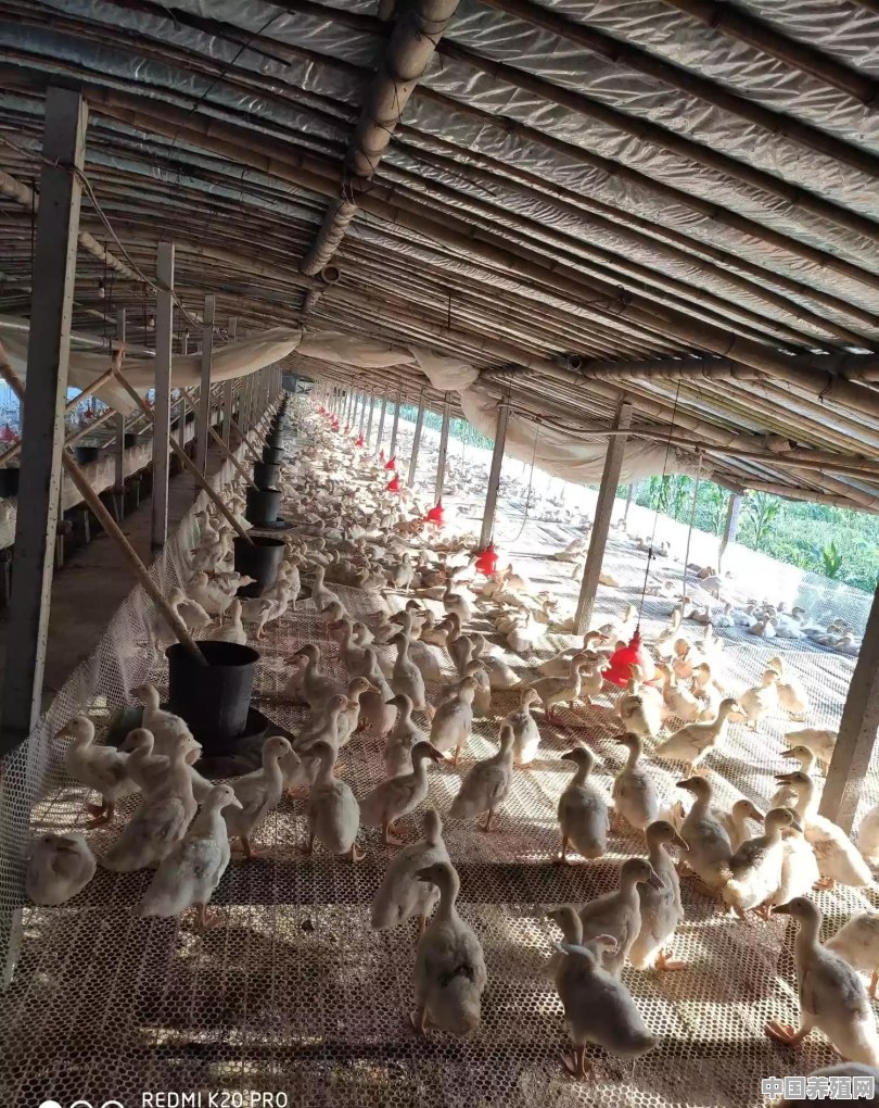 肉鸭养殖大棚批发厂家 - 中国养殖网