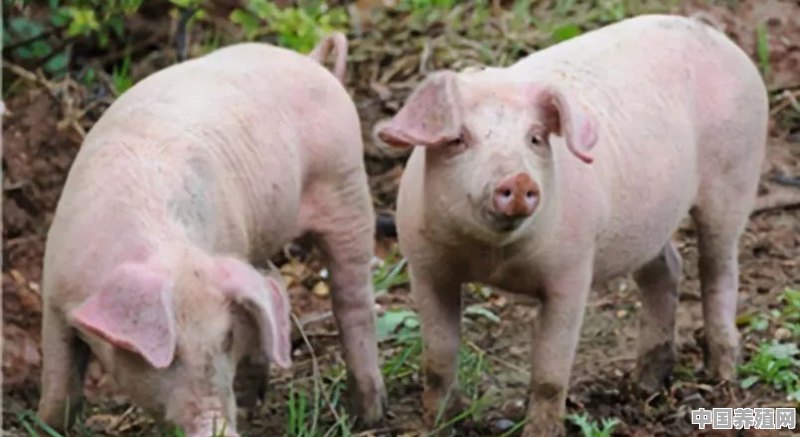 巴马香猪和三元猪的出肉率 - 中国养殖网