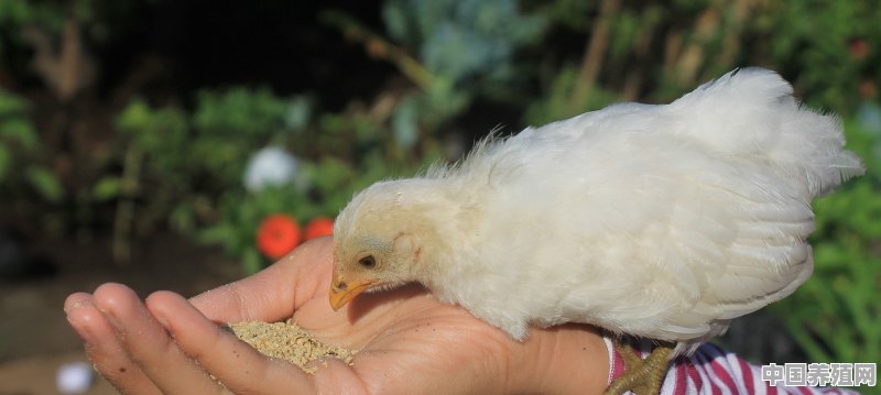 肯德基养殖鸡 怎么养的 - 中国养殖网
